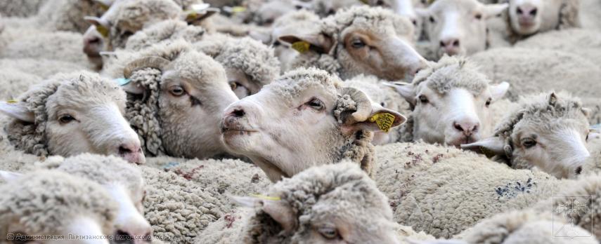 Памятка для населения по оспе овец и коз. Памятка для населения по оспе овец и коз.