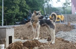 26.07.2021 ПИТОМНИКИ ДЛЯ БРОДЯЧИХ ЖИВОТНЫХ ПОСТРОЯТ В ПРИМОРЬЕ | Администрация муниципального округа город Партизанск Приморского края Официальный сайт