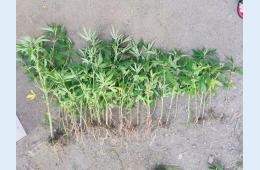 05.08.2021 В Партизанске полицейские пресекли наркопреступления | Администрация муниципального округа город Партизанск Приморского края Официальный сайт