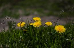 13.04.2022 В 10 муниципалитетах Приморья зарегистрированы случаи укуса клеща. РЕКОМЕНДАЦИИ, сообщает www.primorsky.ru | Администрация муниципального округа город Партизанск Приморского края Официальный сайт