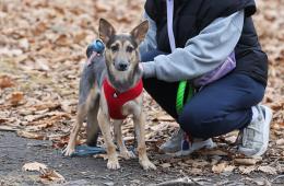 05.12.2024 Главный ветврач Приморья: Выгуливать домашних или дворовых собак можно только на поводке. ПАМЯТКА  | Администрация муниципального округа город Партизанск Приморского края Официальный сайт