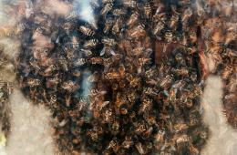 30.04.2025 Эксперты предупреждают об опасности завоза «импортных» пчёл в Приморье  | Администрация муниципального округа город Партизанск Приморского края Официальный сайт