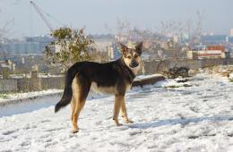 06.03.2025 Приморцев предостерегают о недопустимости нарушений правил обращения с животными | Администрация муниципального округа город Партизанск Приморского края Официальный сайт