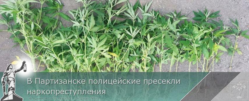 В Партизанске полицейские пресекли наркопреступления | Администрация муниципального округа город Партизанск Приморского края Официальный сайт