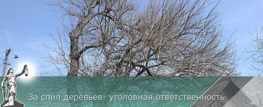 За спил деревьев- уголовная ответственность | Администрация муниципального округа город Партизанск Приморского края Официальный сайт
