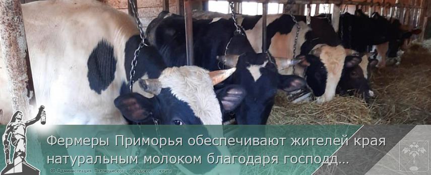 Фермеры Приморья обеспечивают жителей края натуральным молоком благодаря господдержке, сообщает www.primorsky.ru | Администрация муниципального округа город Партизанск Приморского края Официальный сайт