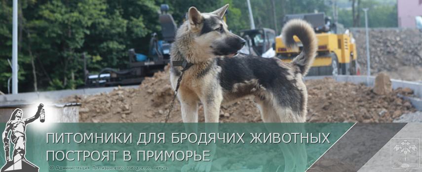 ПИТОМНИКИ ДЛЯ БРОДЯЧИХ ЖИВОТНЫХ ПОСТРОЯТ В ПРИМОРЬЕ | Администрация муниципального округа город Партизанск Приморского края Официальный сайт