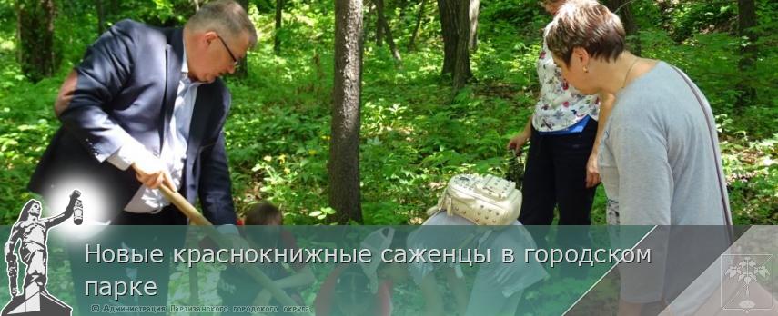 Новые краснокнижные саженцы в городском парке | Администрация муниципального округа город Партизанск Приморского края Официальный сайт