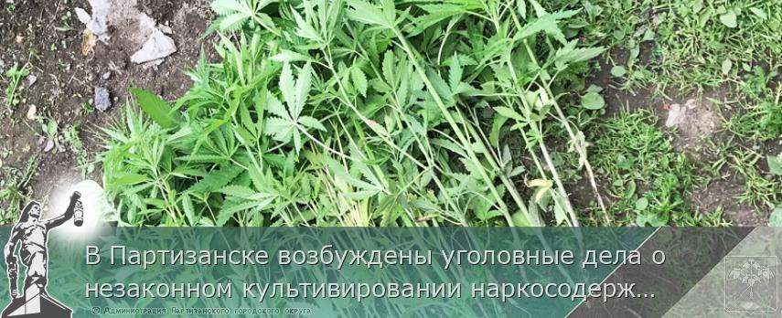 В Партизанске возбуждены уголовные дела о незаконном культивировании наркосодержащих растений | Администрация муниципального округа город Партизанск Приморского края Официальный сайт